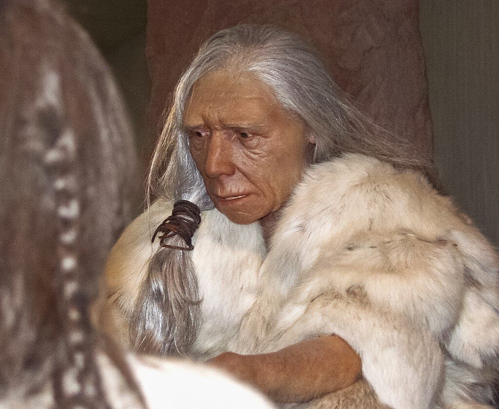 Rekonstrukcja starszej kobiety neandertalskiej w muzeum, widok z profilu, realistyczna figura przedstawiona w ekspozycji.