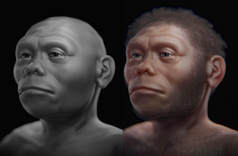 Trójwymiarowa rekonstrukcja twarzy Homo floresiensis ukazująca niskiego hominina o szerokiej czaszce i masywnych rysach twarzy.