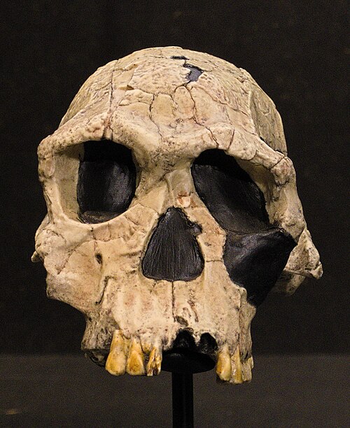 Model Homo habilis w muzeum Kulturama w Zurychu – rekonstrukcja prehistorycznego człowieka o silnie zbudowanej sylwetce i owłosionym ciele.