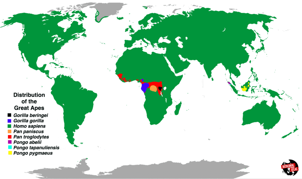 Mapa zasięgu występowania hominidów – wielkich małp człekokształtnych, takich jak orangutany, goryle i szympansy, na tle kontynentów Afryki i Azji.