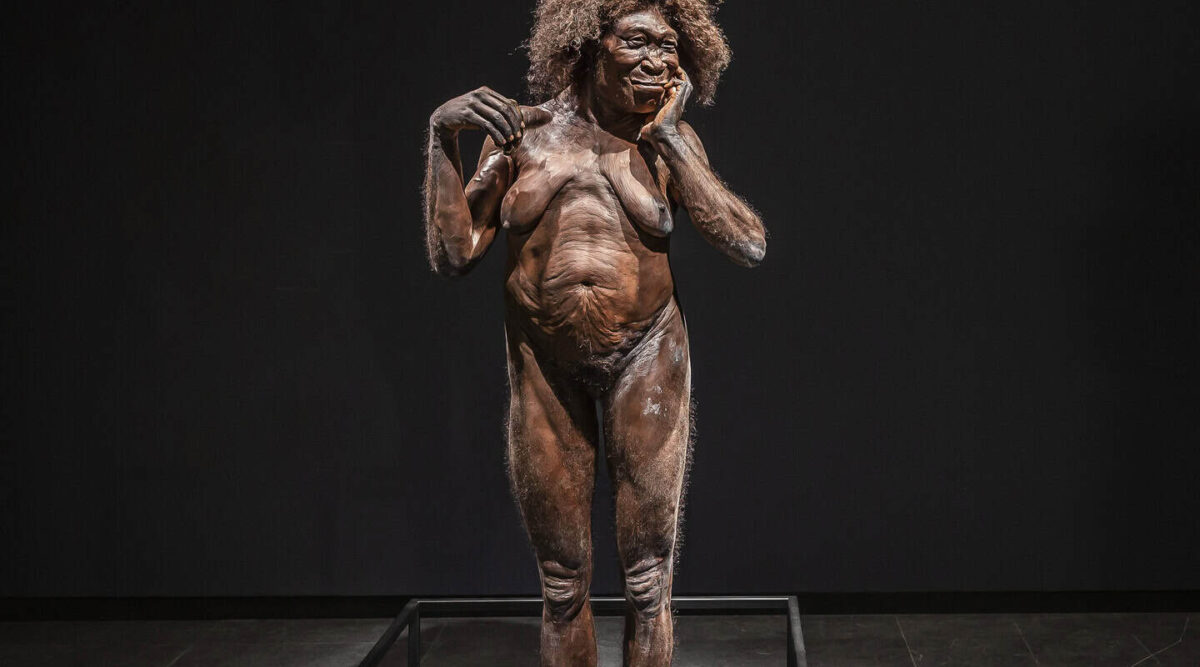 Model Homo Erectus przedstawiający wczesnych przodków człowieka