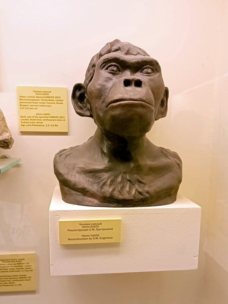 Model prezentujący cechy Homo habilis – rekonstrukcja O.M. Grigorievej” z wystawy w moskiewskim muzeum paleontologicznym.