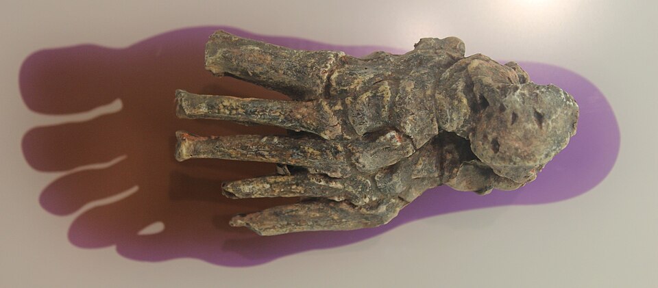 Stopa Homo habilis (oznaczenie OH 8) prezentowany w Narodowym Muzeum Historii Naturalnej Smithsonian w Waszyngtonie. Skamieniałość pochodzi z Tanzanii i stanowi jeden z najważniejszych dowodów na dwunożność tego gatunku.