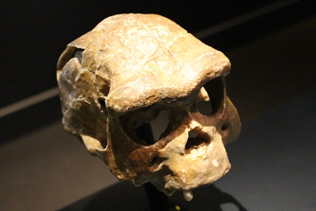 Homo erectus - prehistoryczny gatunek człowieka