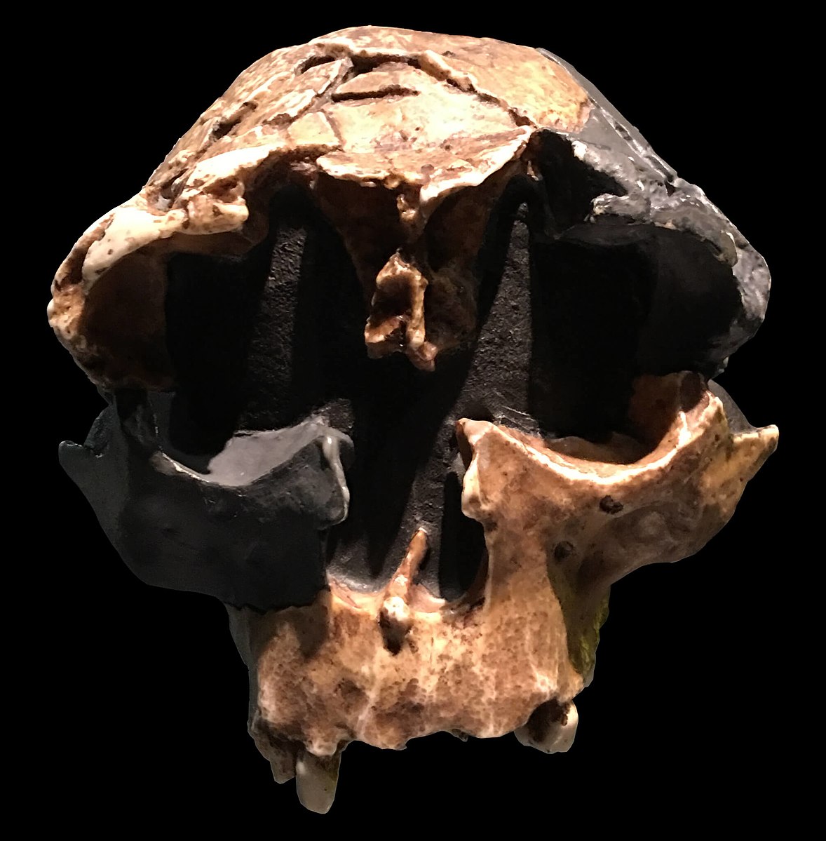 Czaszka dziecka Homo antecessor z Muzeum Historii Naturalnej w Londynie