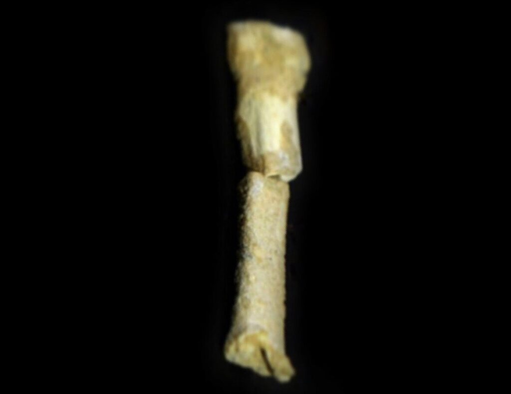 Trzecia kość śródstopia Homo luzonensis odkryta w jaskini Callao – dowód na mieszane cechy anatomiczne tego gatunku, łączące wspinaczkę i dwunożny chód.