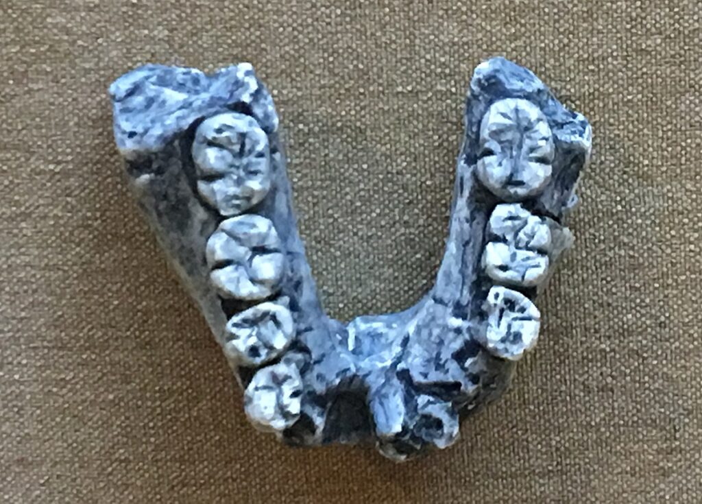 Rekonstrukcja żuchwy Homo rudolfensis (KNM-ER 1802) w Muzeum Historii Naturalnej w Pekinie, ukazująca kształt dolnej szczęki i zębów.