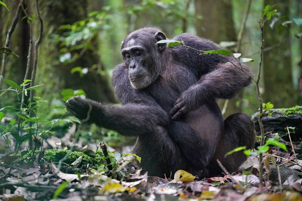 Szympans alfa siedzący w Parku Narodowym Kibale, patrzący na swoje ramię.