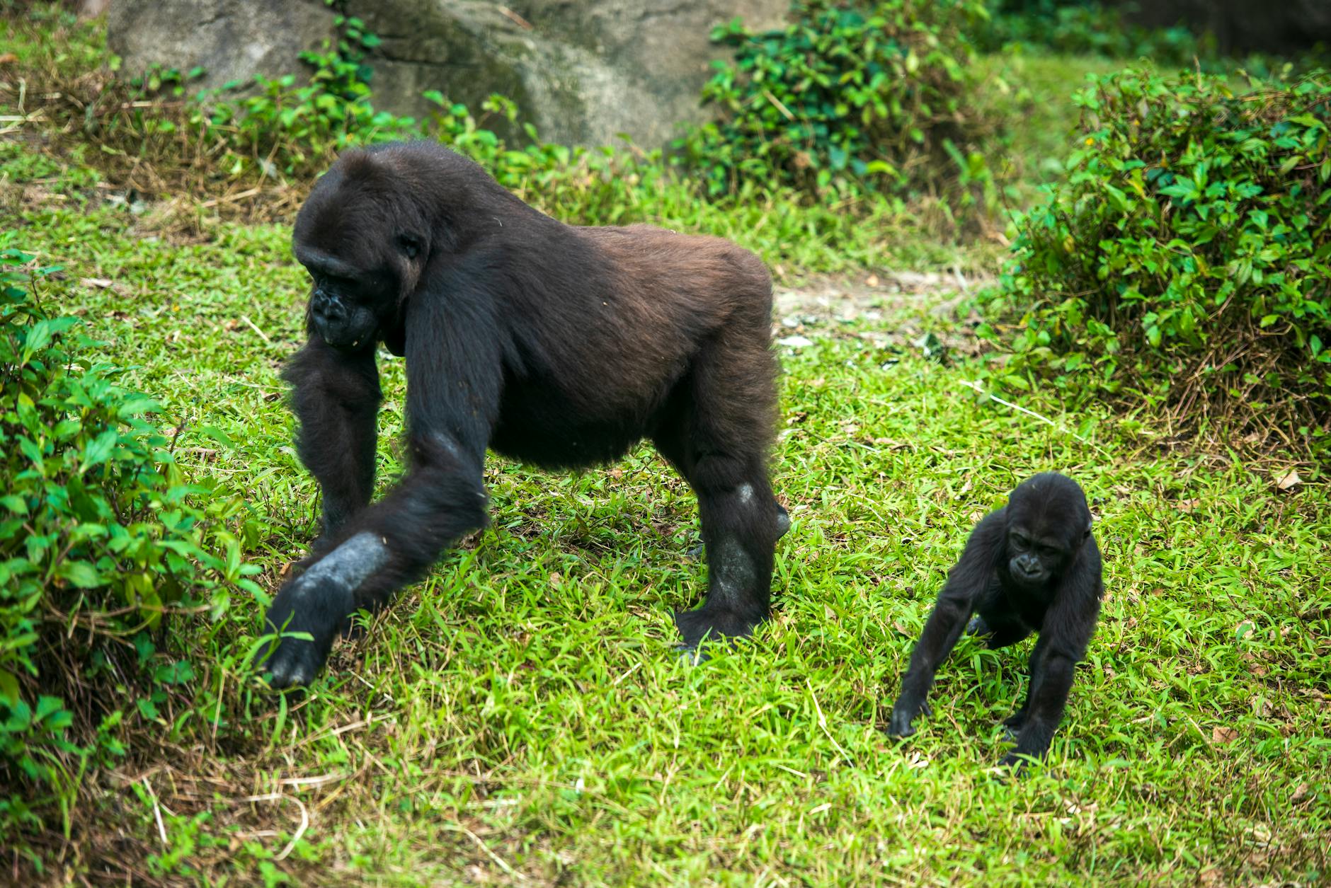 Adult and baby gorilla strolling on grass at Taipei Zoo in Taiwan.