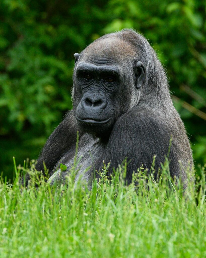 A Western Lowland Gorilla sits among lush green foliage, captured in natural habitat.