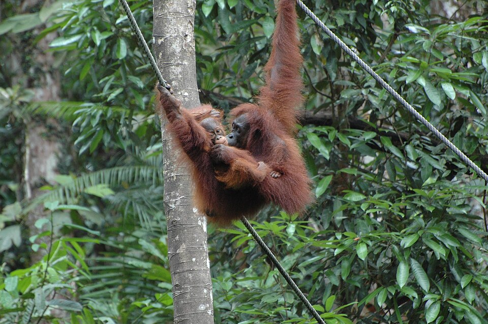 Borneński orangutan na Borneo w 2014 roku