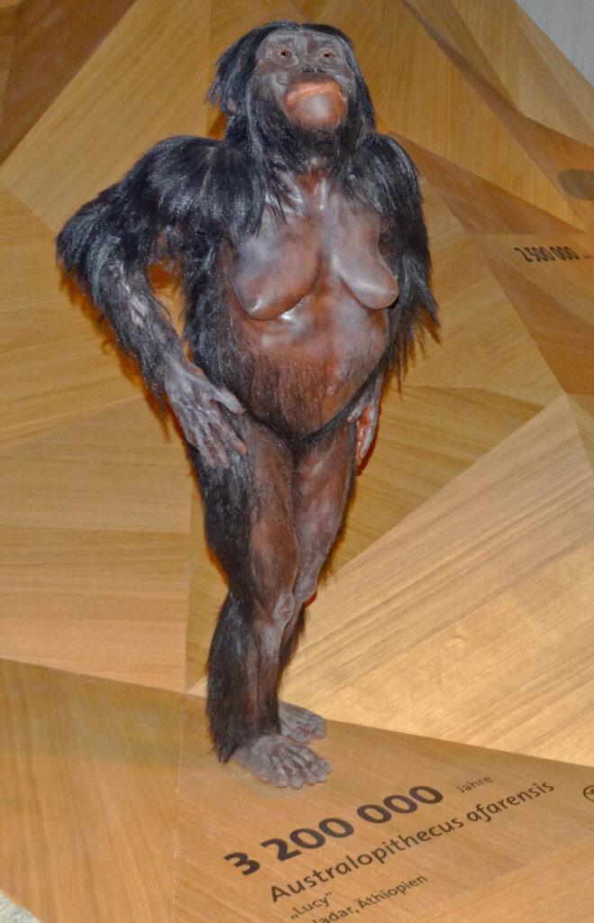 Rekonstrukcja Australopithecus afarensis - Lucy w Muzeum Neandertalczyków