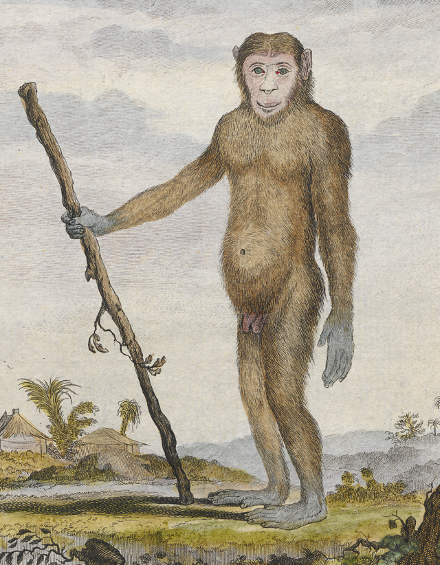 Ewolucja szympansa - Obrazek przedstawiający wspólnego przodka szympansa i człowieka