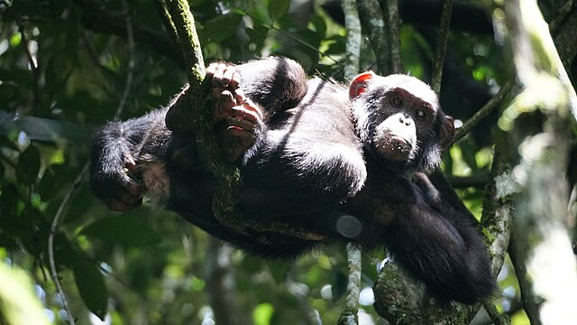 Szympans na drzewie w naturalnym środowisku