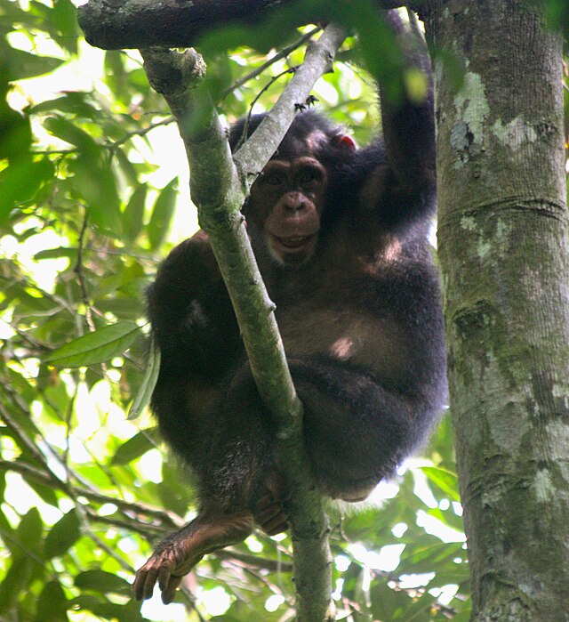 Szympans w naturalnym środowisku, gatunek Pan troglodytes verus