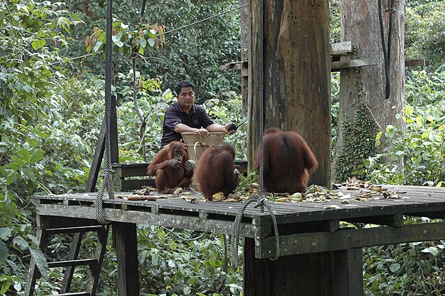 Karmienie orangutanów w ich naturalnym środowisku