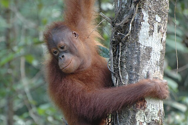 Orangutan siedzący na drzewie w naturalnym środowisku